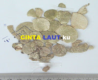 macroloba seaweed
