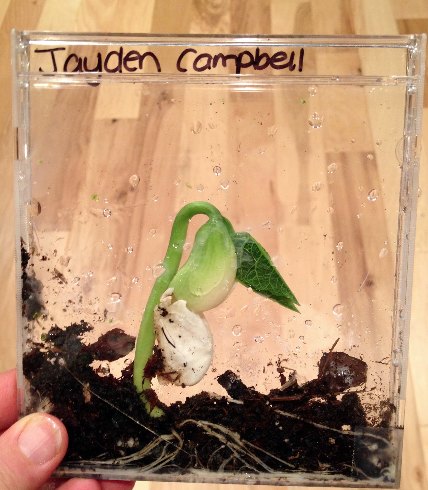 Is Your Garden'S Worm Population Hurting Your Lima Beans? - 5d0gauu