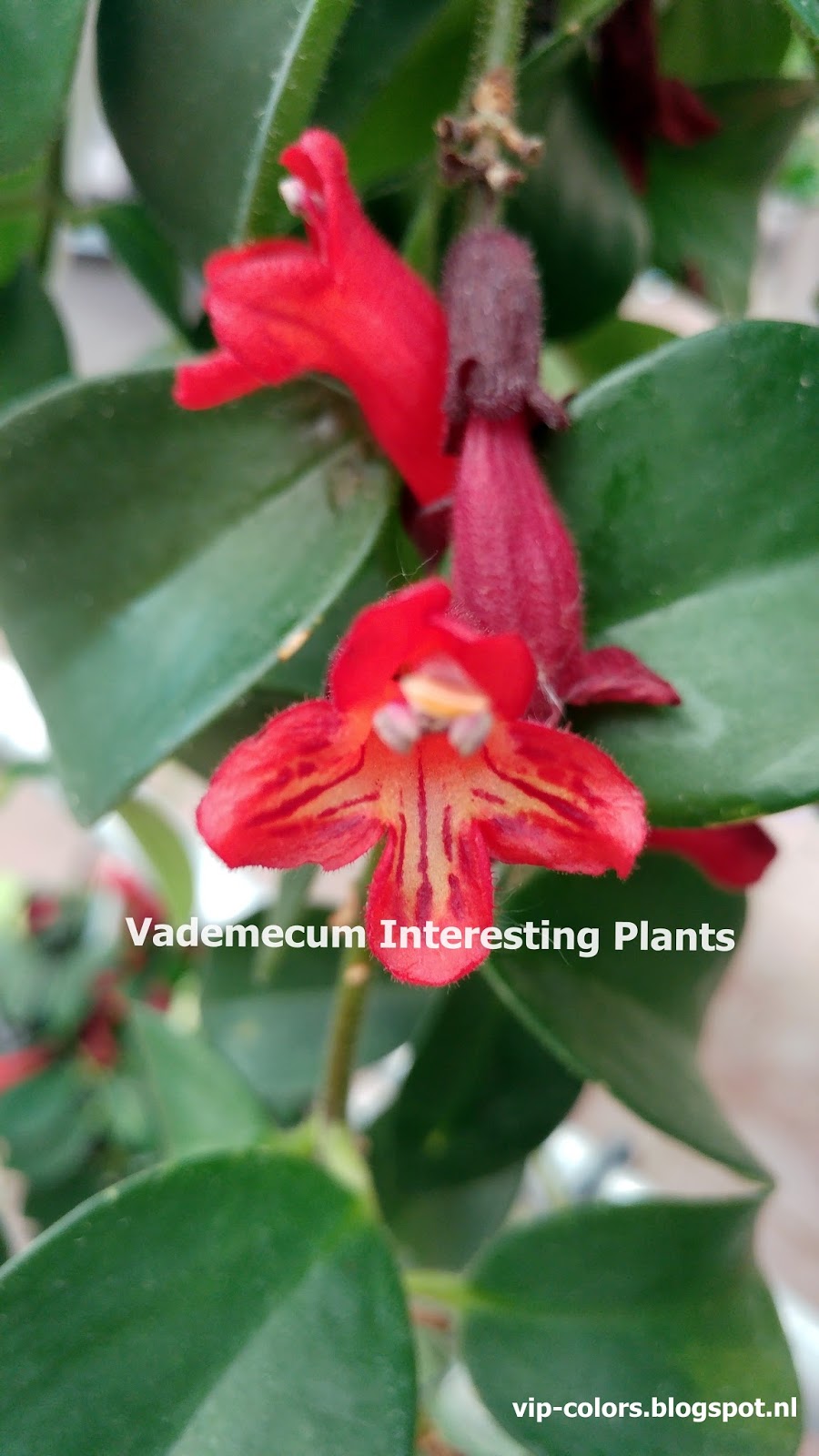 Vademecum Interesting Plants Aeschynantus Eszynantus Lipstick Plant