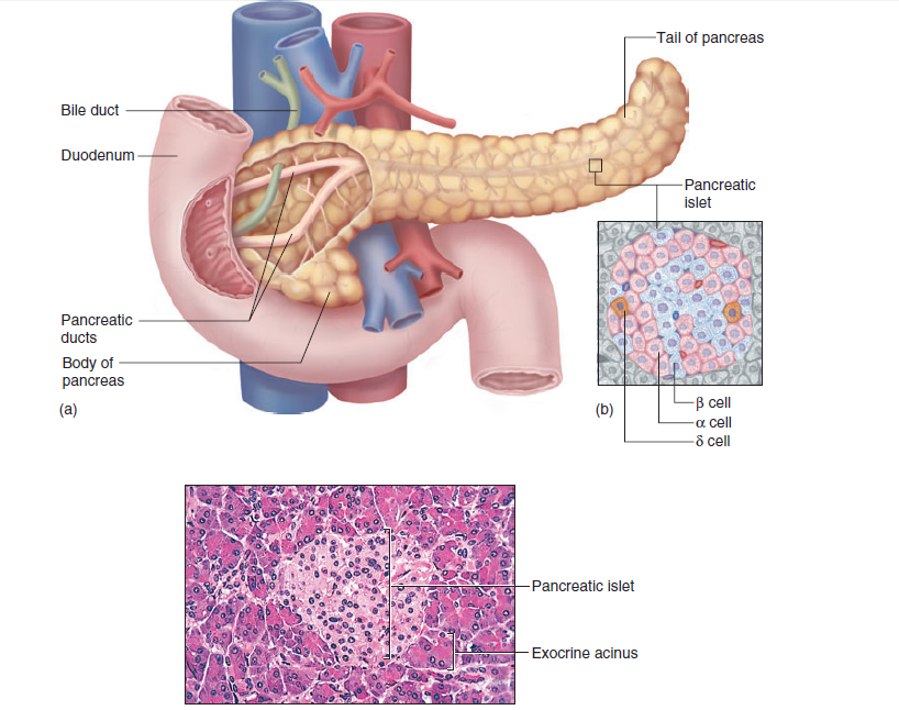 CLASS BLOG: BIO 202 Endocrine