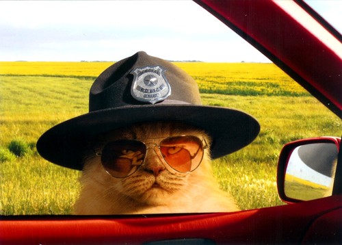 All right meow. Hand over your license and registration Meow