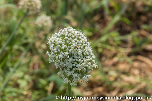 Onion Flower and a Honey Bee in North Karnataka