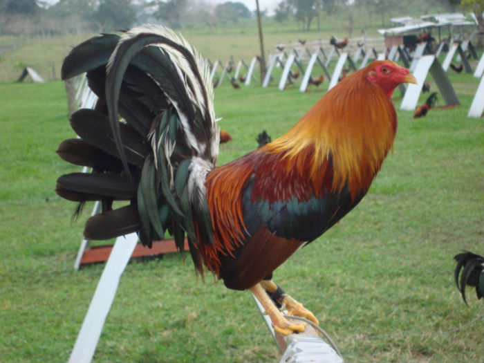 Gallos Finos Los Gallos Kelso, Historia Caracteristicas E Imagenes.