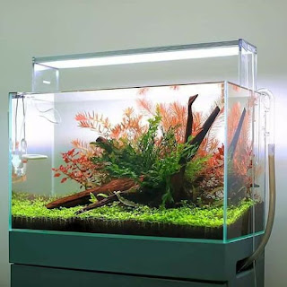200 Referensi Desain Dan Model Aquascape Berdasarkan Tema https://www.faktapopuler.com/2018/12/200-referensi-desain-dan-model.html