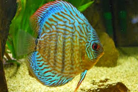 The Discus Fish  Cool Freshwater  Aquarium  Fish  