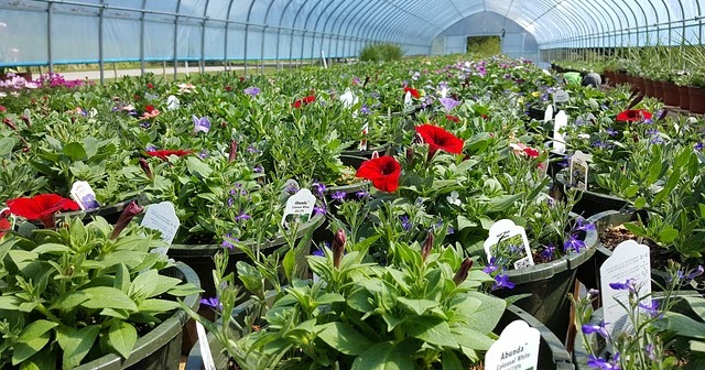 How To Start A Plant Nursery Business In India Wishi Site How To Start A Plant Nursery Business In India Wishi Site