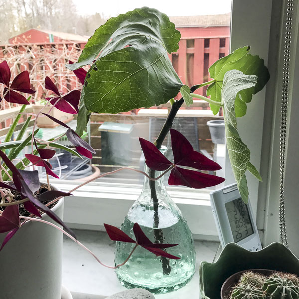 fikonträd, figtree fikonträd, figtree