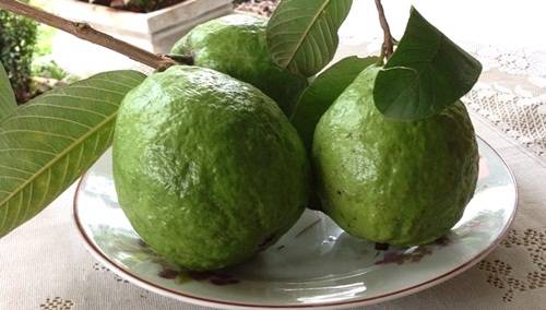 Obat Diare Tradisional Alami Obat Diare Tradisional Alami