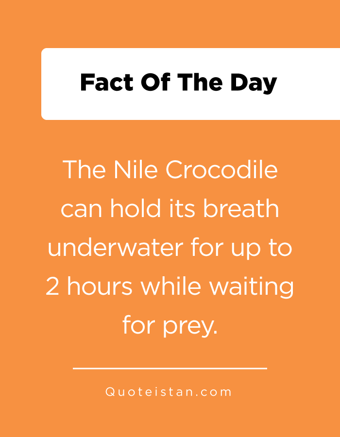 The Nile Crocodile can hold its breath underwater for up to 2 hours while waiting for prey.