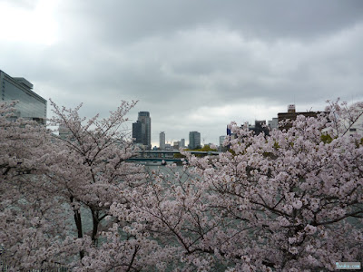 桜 桜