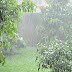 benefits of rainwater for plants