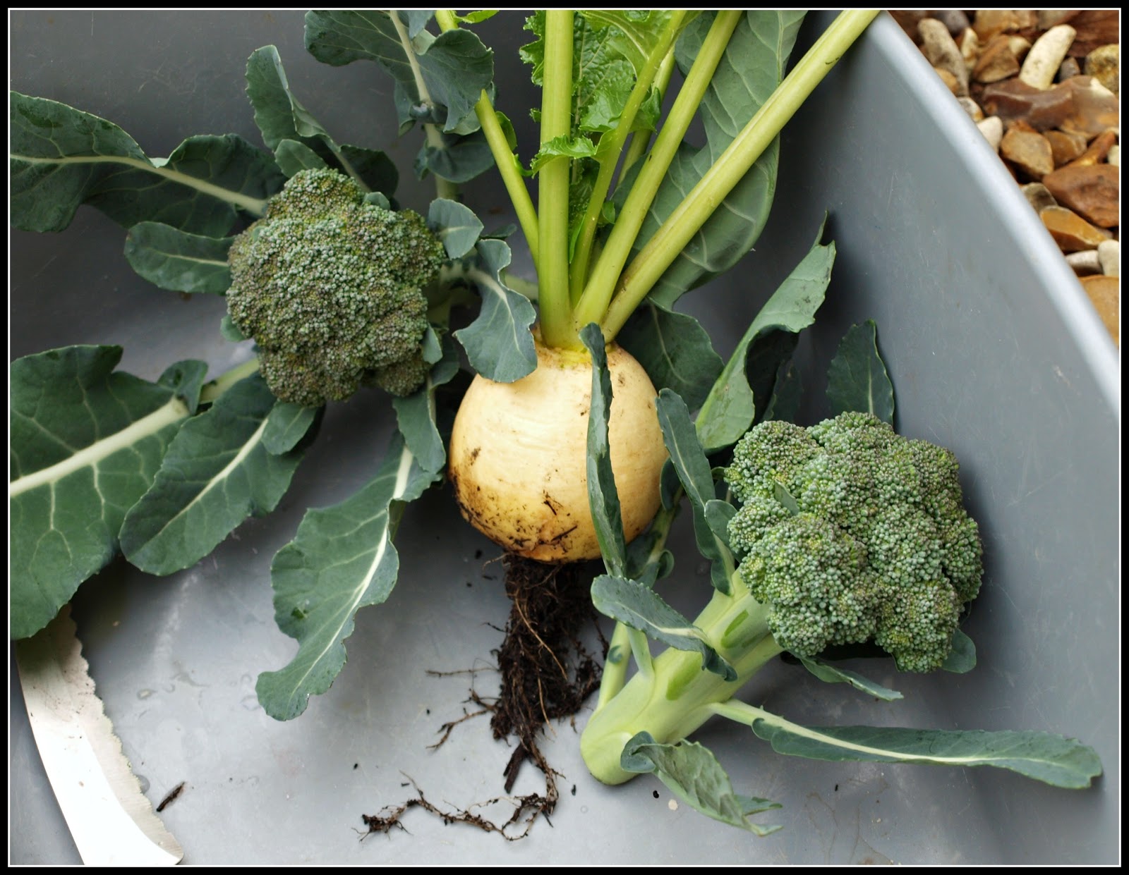 Mark's Veg Plot: Small, but beautifully formed...