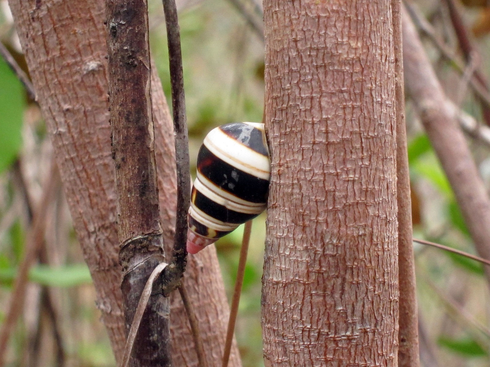 Real Monstrosities Liguus Tree Snail
