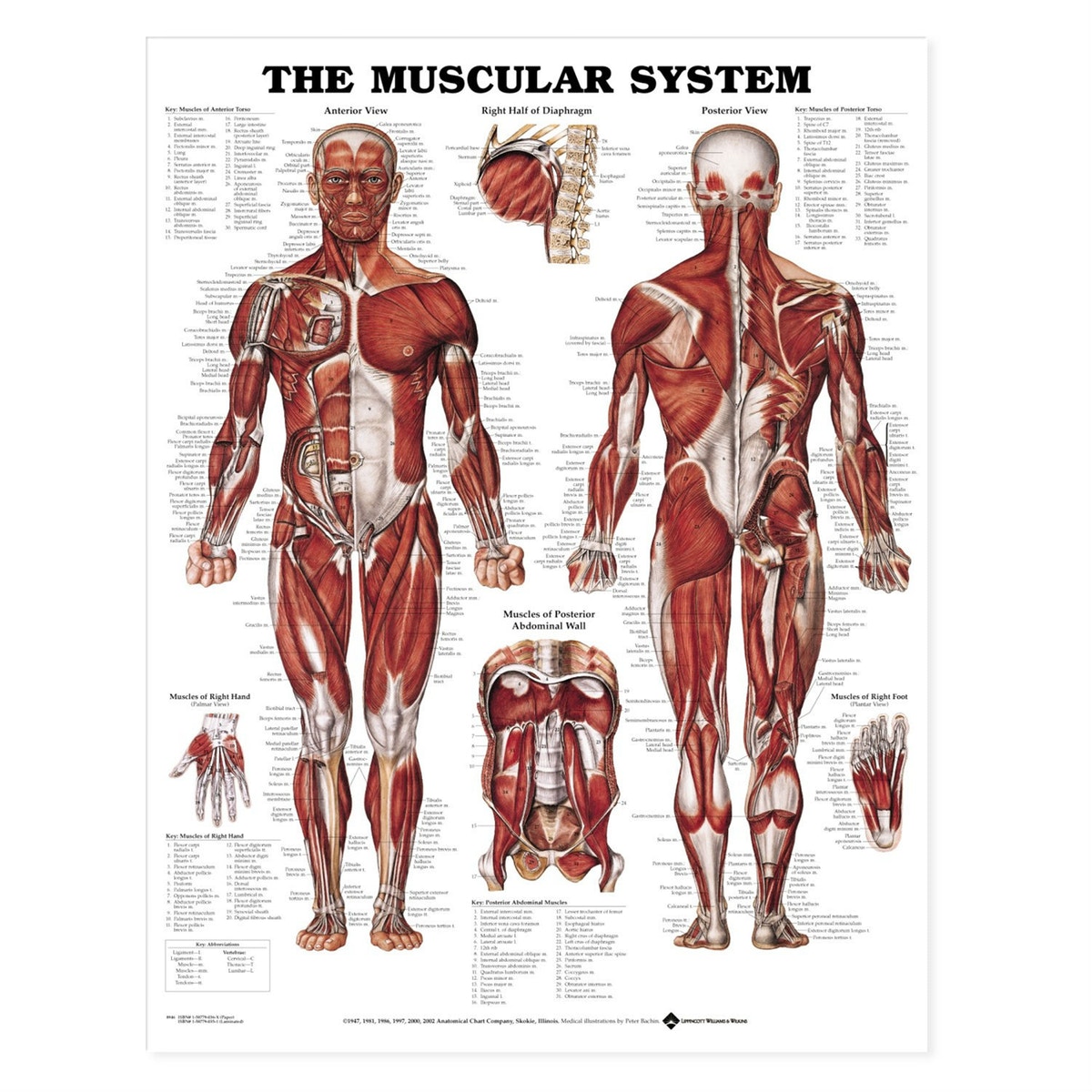 Guide anatomiske plakater