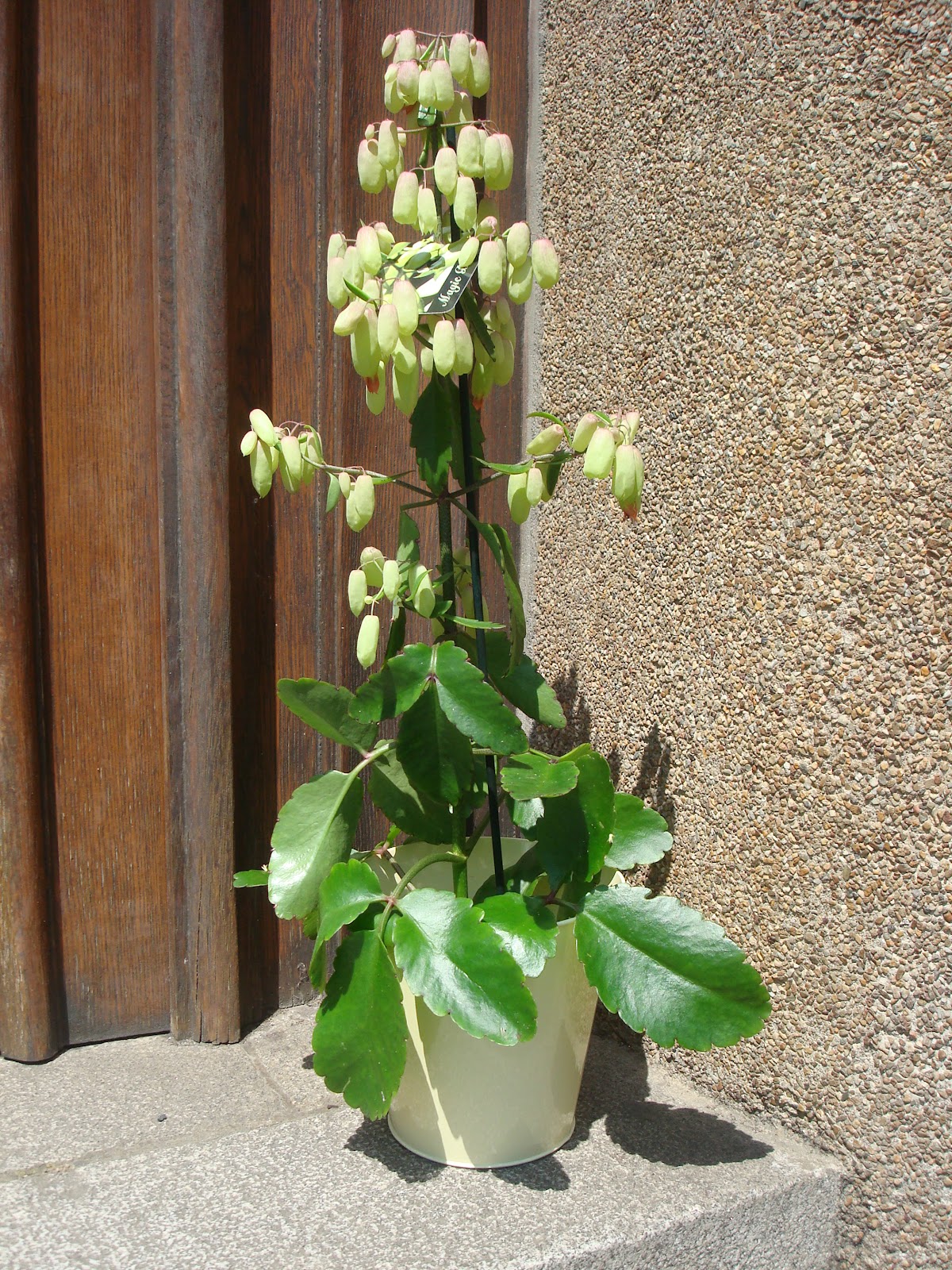 Fleuriste Isabelle Feuvrier le kalanchoé magic bell