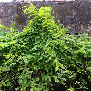 Manfaat Saga Rambat Bagi Kesehatan, Ini Khasiat Obatnya ! adalah salah satu tumbuhan perdu yang merambat Manfaat Saga Rambat Bagi Kesehatan, Ini Khasiat Obatnya !