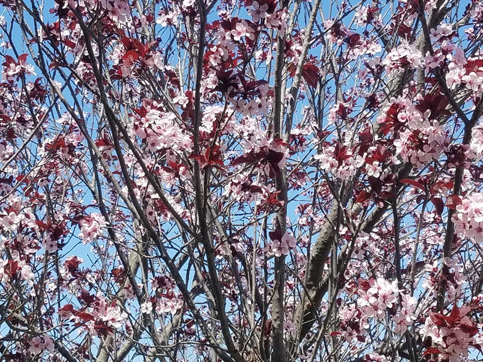 Lake Balboa Cherry Blossom Trees, a Once A Year Treat