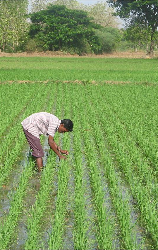 ProgressTH SRI A Better Way to Grow Rice?
