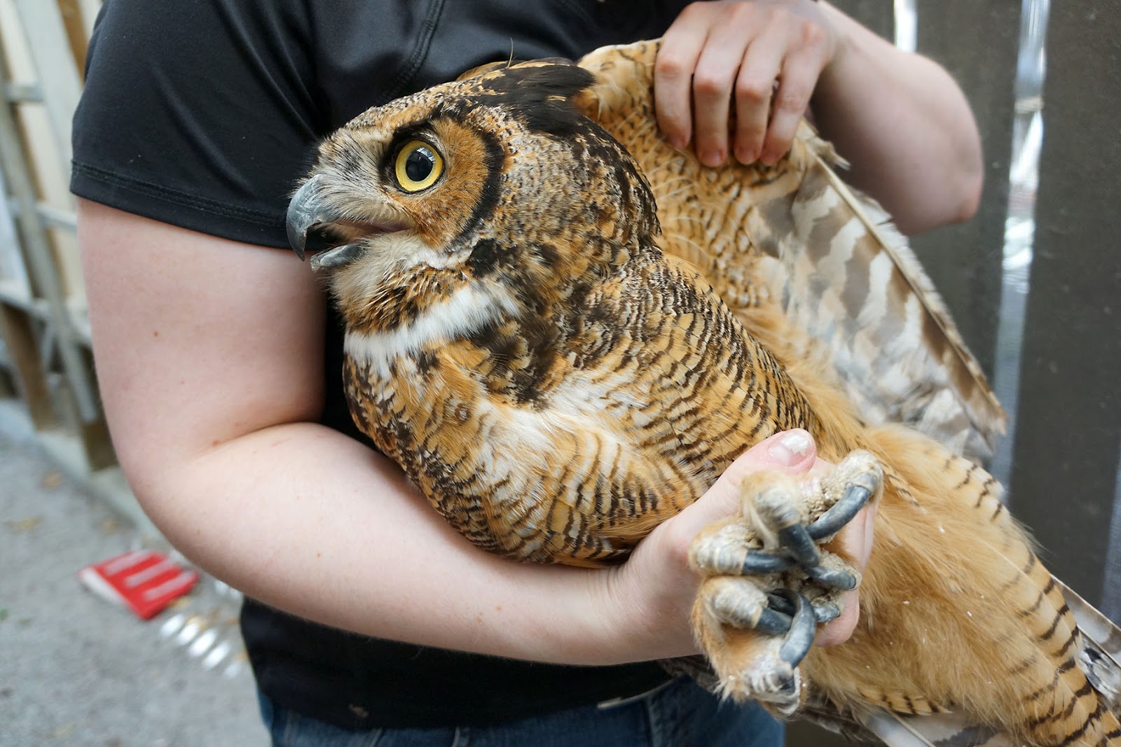 Owl first released from the cage Owl first released from the cage
