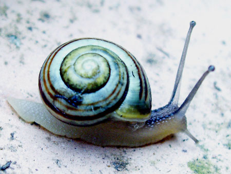 120907_snail1_450x340.jpg