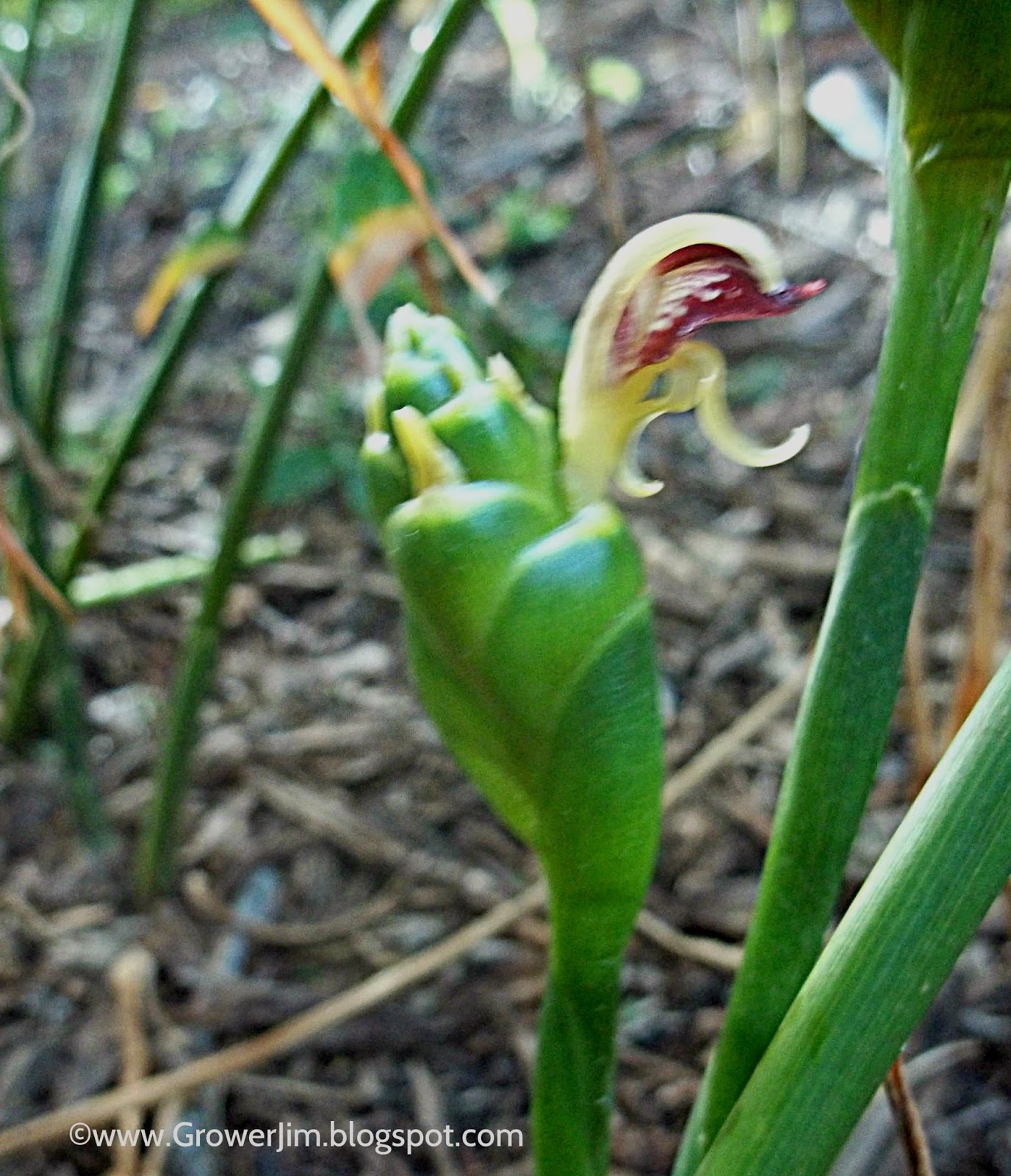 garden adventures ginger root zingiber officinale increase size of flower