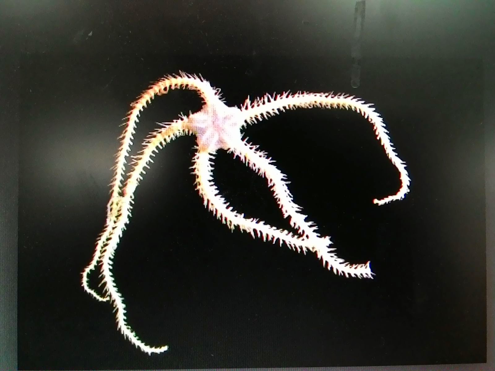 My Medical Notes Serpent starfish (Ophiolepsis sp.) Stings