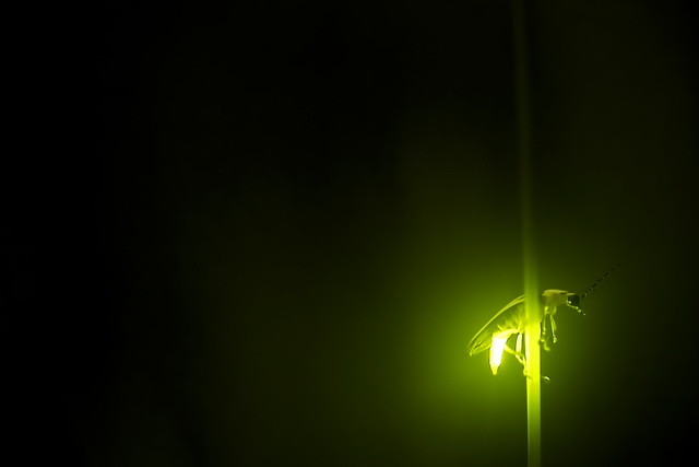 wallpapers-hub: fireflies at night