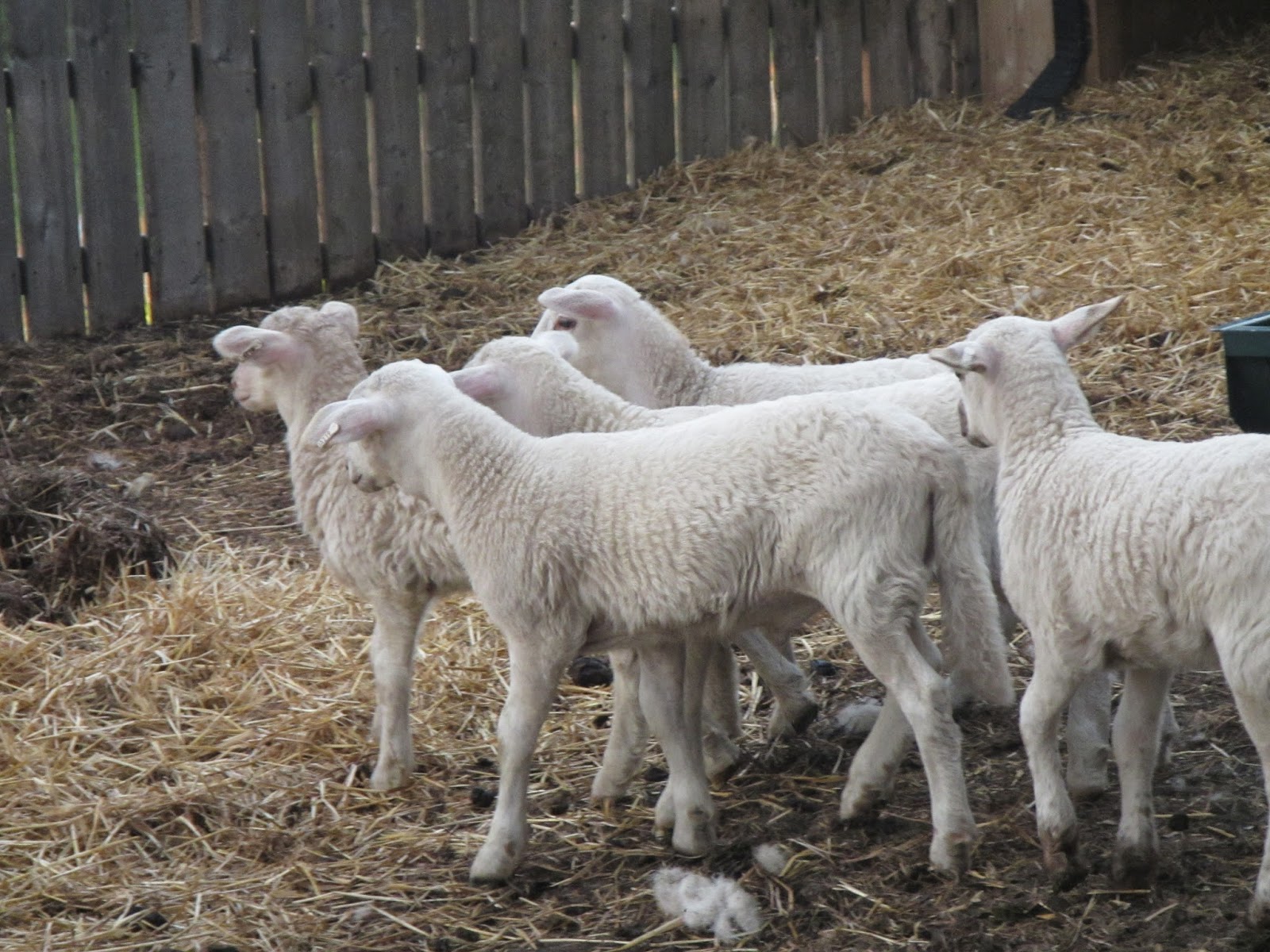 AVERY's KATAHDIN SHEEP Lambs are Growing Really Well on Grass