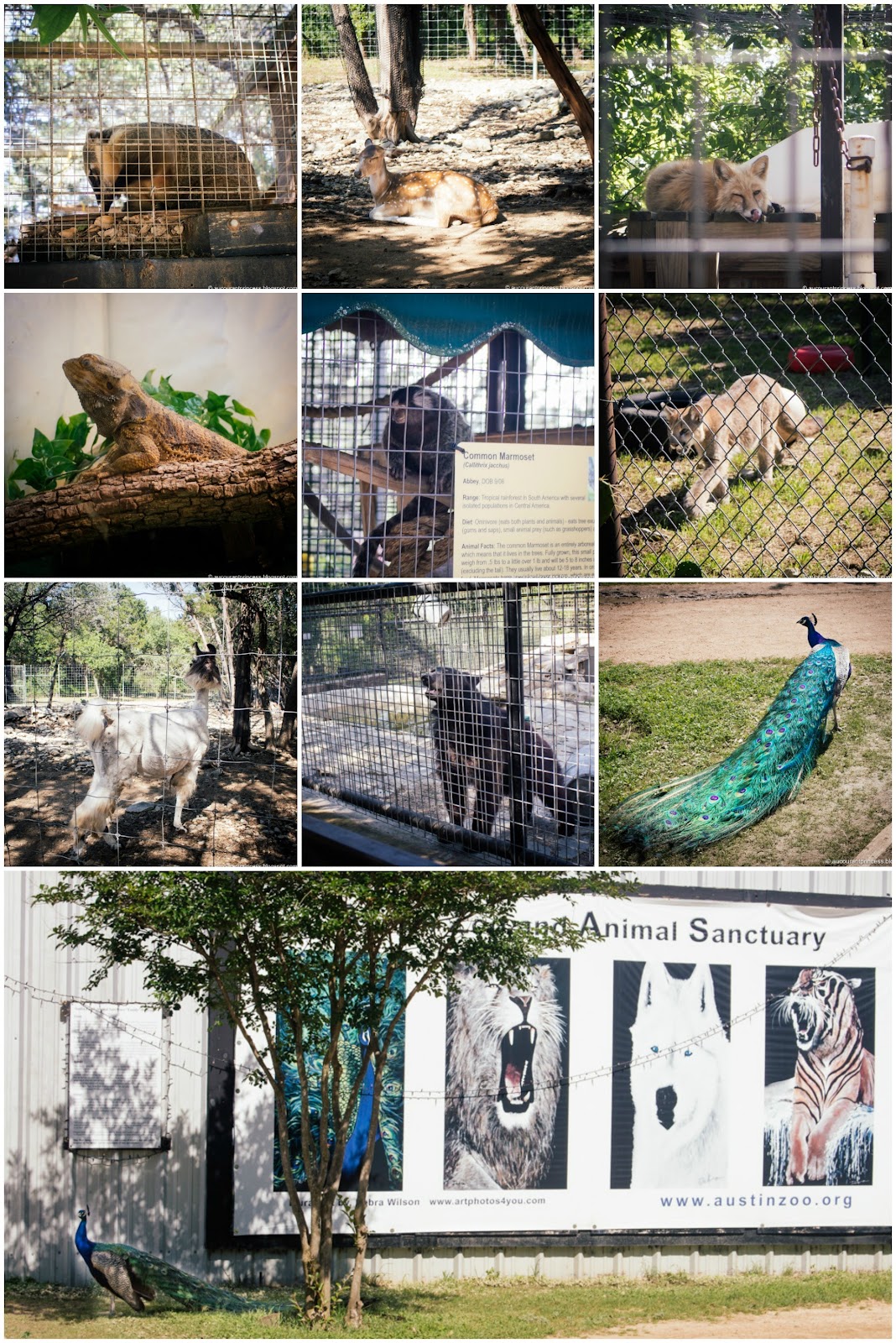 Austin Zoo: Things To Do in Austin, Texas USA