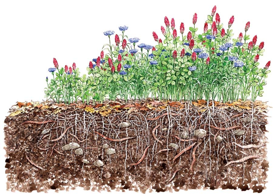 For a Greener Living Sow Cover Crops for a Healthier Soil