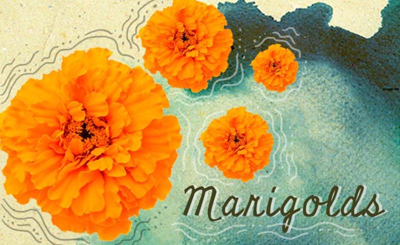 Marigolds