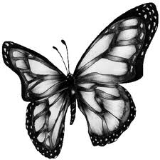 Mariposa Dibujo de una mariposa hermosa