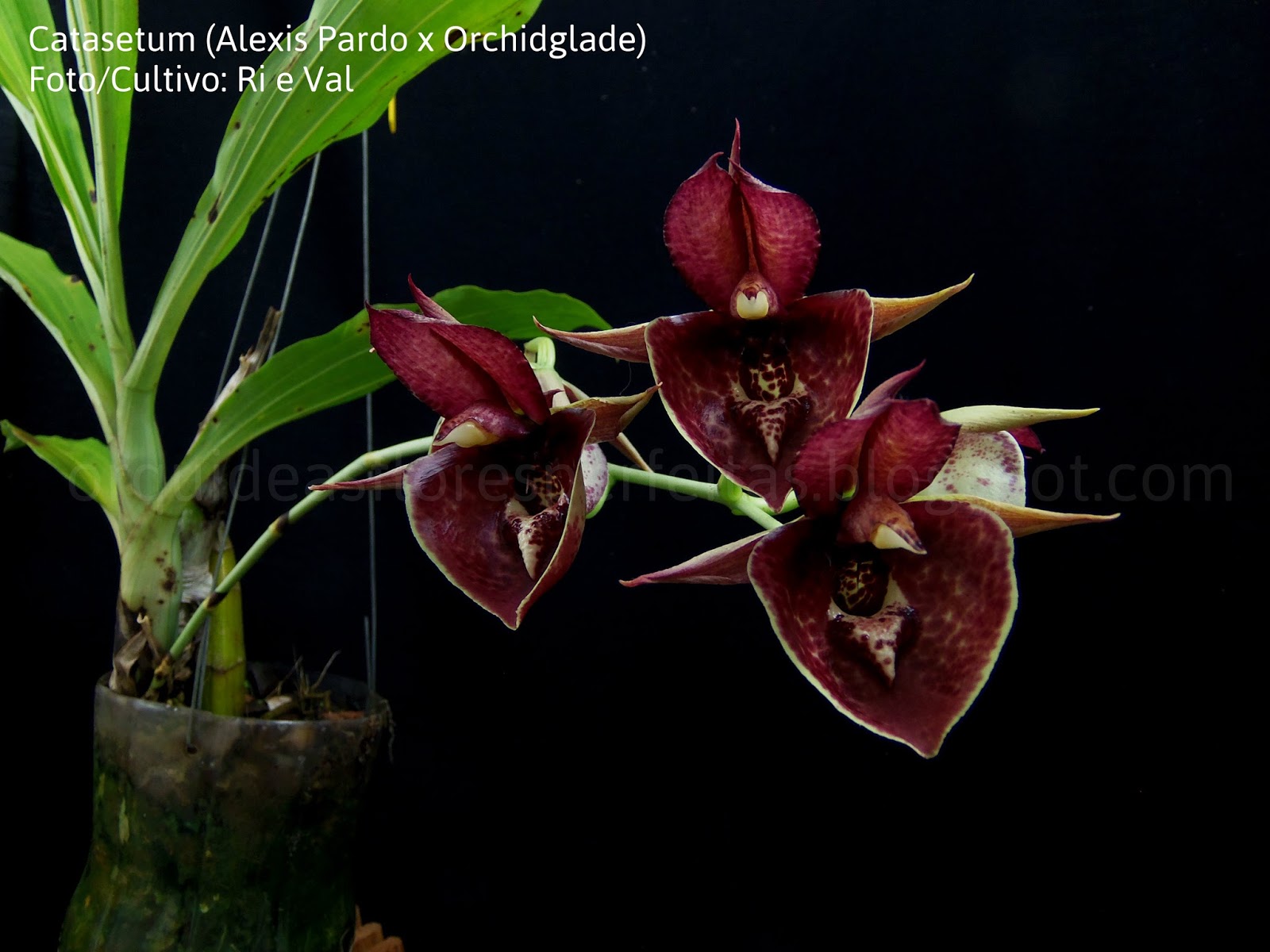Catasetum%2B%2528Alexis%2BPardo%2Bx%2BOr