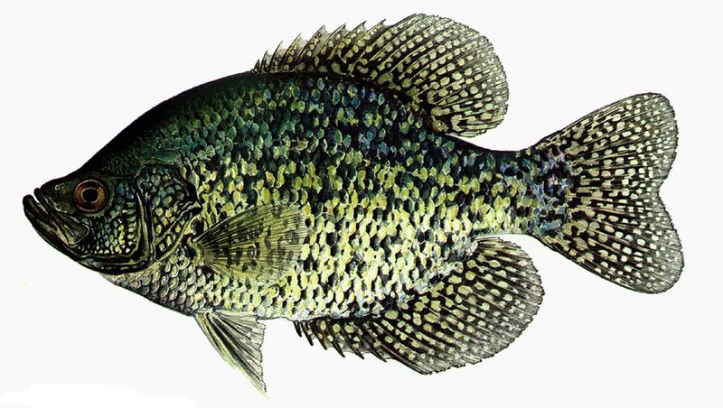 Damn Arbor Holy Crappie Damn Arbor Holy Crappie