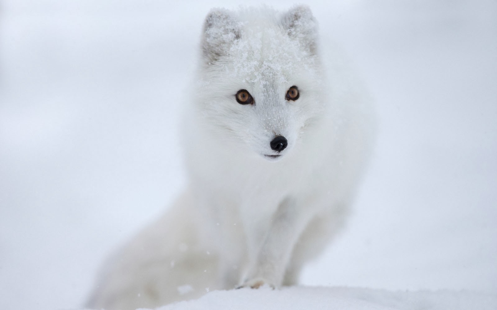 Polar Fox Polar Fox