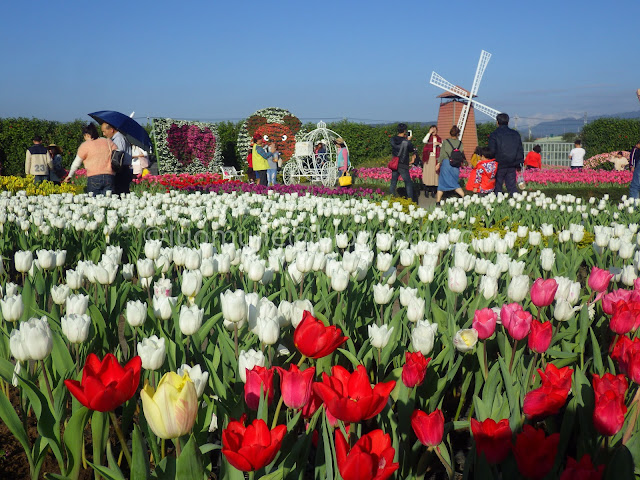 Zhongshe flower market taichung tulips