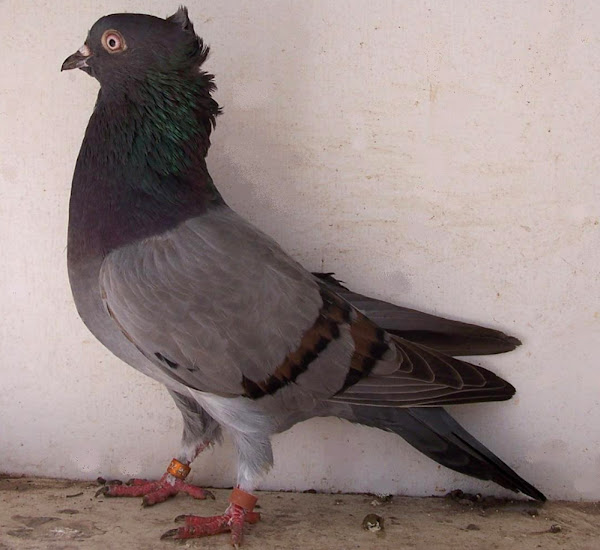 serbian highflyer pigeon, serbian highflyer pigeons, about serbian highflyer pigeon, serbian highflyer pigeon appearance, serbian highflyer pigeon breed, serbian highflyer pigeon breed info, serbian highflyer pigeon breed facts, serbian highflyer pigeon care, caring serbian highflyer pigeon, serbian highflyer pigeon color, serbian highflyer pigeon characteristics, serbian highflyer pigeon eggs, serbian highflyer pigeon facts, serbian highflyer pigeon for flying, serbian highflyer pigeon history, serbian highflyer pigeon info, serbian highflyer pigeon images, serbian highflyer pigeon origin, serbian highflyer pigeon photos, serbian highflyer pigeon pictures, serbian highflyer pigeon rarity, raising serbian highflyer pigeon, serbian highflyer pigeon rearing, serbian highflyer pigeon size, serbian highflyer pigeon temperament, serbian highflyer pigeon uses, serbian highflyer pigeon weight