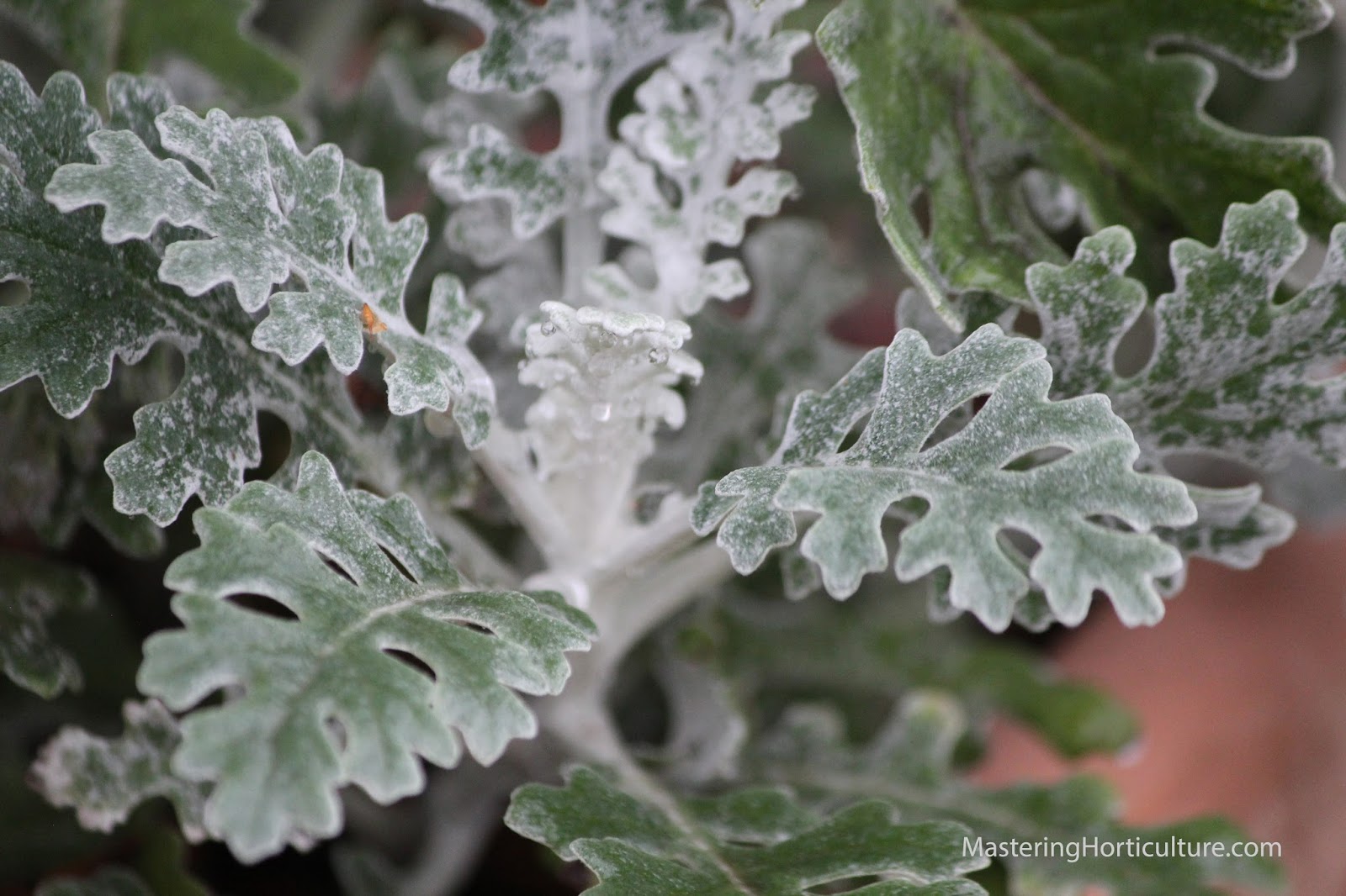 Mastering Horticulture Dusty Miller