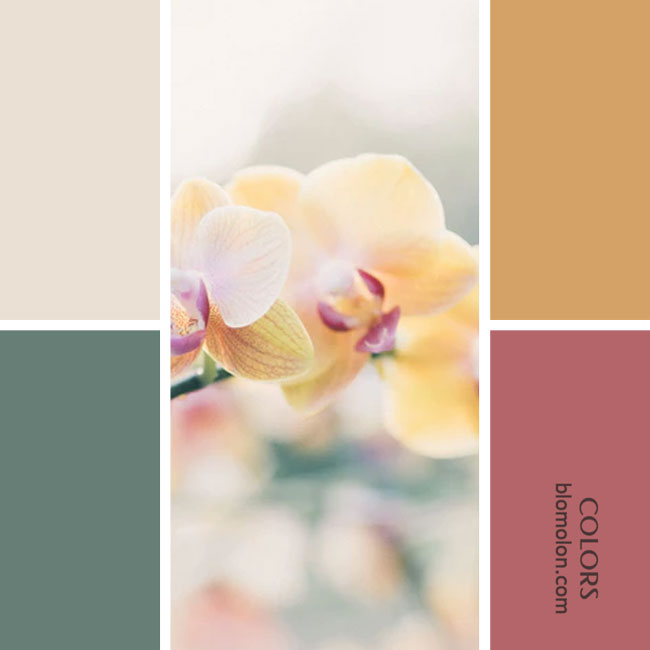 variedad en color paletas de combinacion 25 variedad_en_color_combinacion_25
