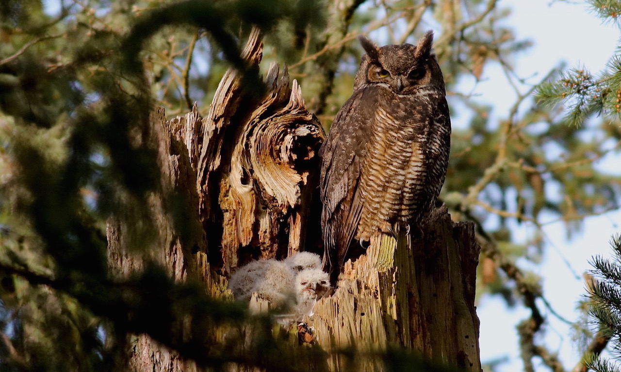 Good Stuff NW Farm Bulletin The Owls of Ayers Creek Farm