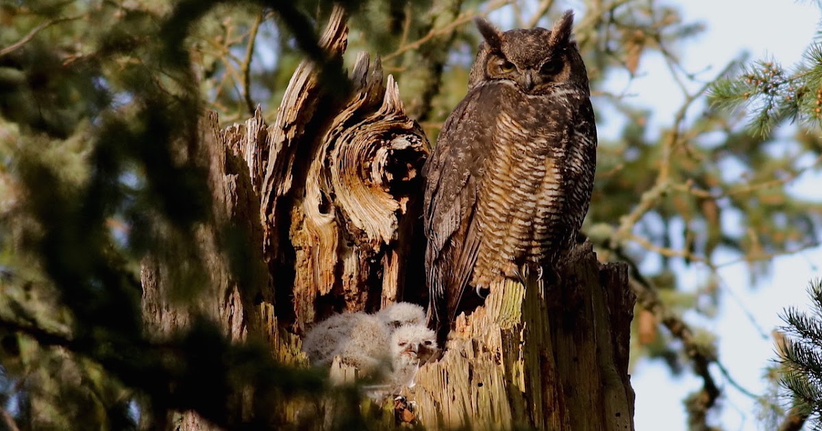 Good Stuff NW Farm Bulletin The Owls of Ayers Creek Farm