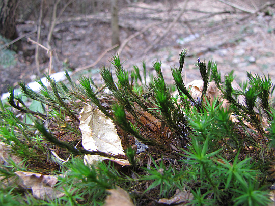 Złotowłos strojny (Polytrichastrum formosum).