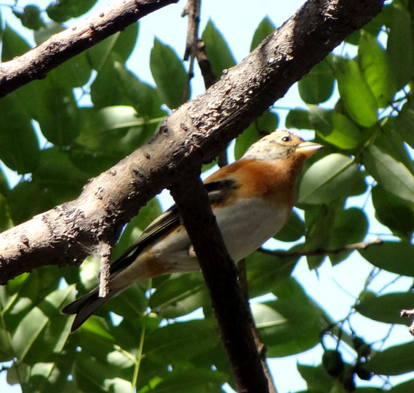 Just About Everything Common Birds & Butterflies in China