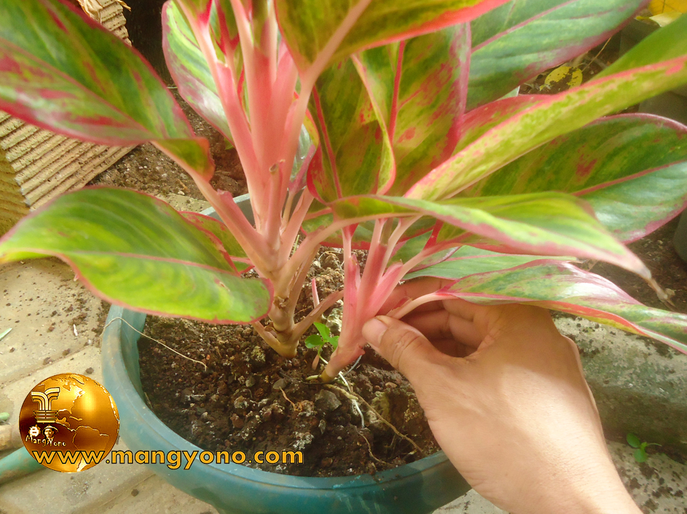 600 Gambar Bunga Aglonema Paling Baru 600 Gambar Bunga Aglonema Paling Baru