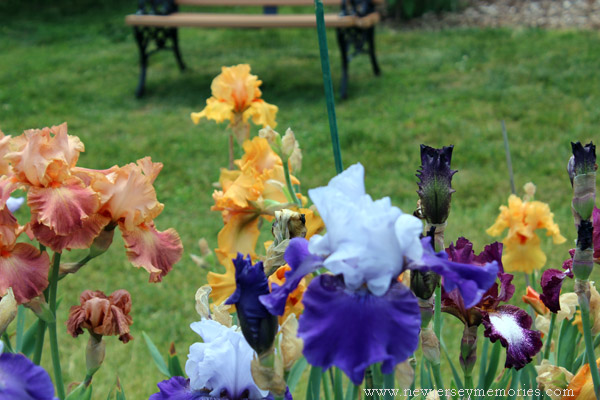 Presby Memorial Iris Gardens, Montclair, New Jersey | New Jersey Memories