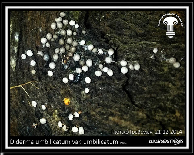 Diderma umbilicatum var. umbilicatum Pers.