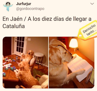 Perros en Jaén, a los diez días de llegar a Cataluña Perros en Jaén, a los diez días de llegar a Cataluña