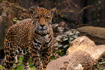 Panthera onca | The Life of Animals