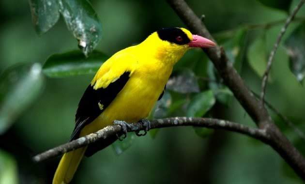 Harga Terbaru Burung Kutilang Dan Kepodang Saat Ini Jelang 2019 Gemar Ternak Dan Kicau Burung