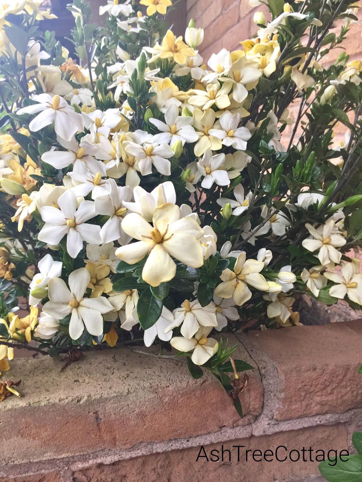 Ash Tree Cottage My Daisy Gardenias